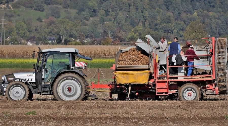 Jihočeské farmy zoufale hledají pracovníky, automatizace na vzestupu