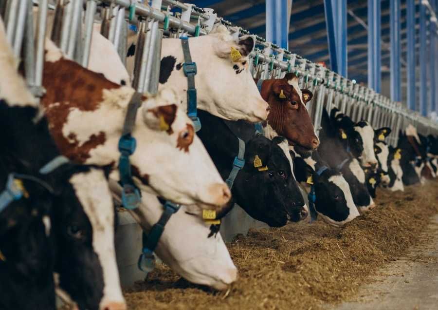 Jihočeští farmáři vedou v chovu skotu a ovcí