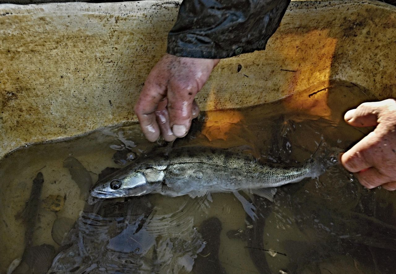 Kapr 90–120 Kč/kg i na Štědrý den