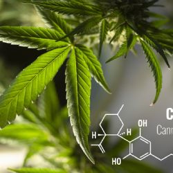 V poslední době se mnoho sportovců zajímá o využití CBD jako potravinového doplňku