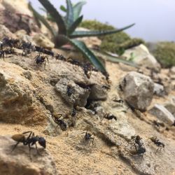 Mravenčí hnízdo v ZOO Hluboká