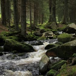 Mezi dovolenkovými destinacemi letos vede Šumava, nákazy koronavirem se nebojí 40 % Čechů