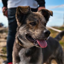 Šumava je skvělá! Zpívá ve svém debutovém videoklipu kapela MY4