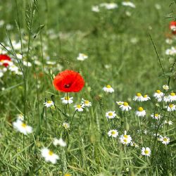 Kvetoucí louky podél D4?