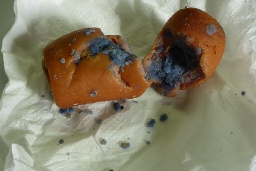 obrázek:Bezdrevská: otrávené návnady ohrožují psy