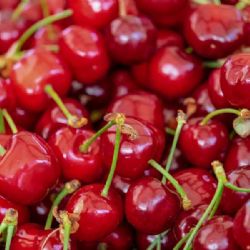 Samosběr na farmách: Třešně z Třebanic lákají