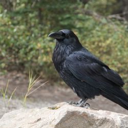 Havraní invaze děsí obyvatele pražského sídliště