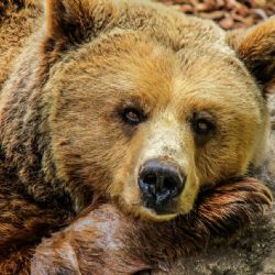 Konec medvědů v Krumově