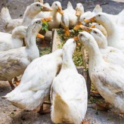 Moderní hala u Lomského rybníka: Bezpečnější chov pro 60 tisíc housat ročně