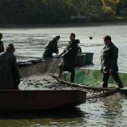 Povodně vyplavily ryby z Bezdrevu: Úbytek mladých ryb