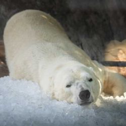 ZOO v Česku bojují proti vedrům: klimatizace a více vody