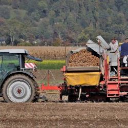 Jihočeské farmy zoufale hledají pracovníky, automatizace na vzestupu
