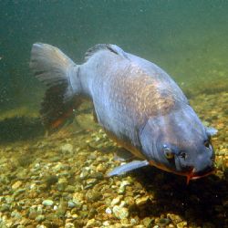 Moderní akvaponický skleník v Třeboni za 22 milionů podporuje udržitelnou výuku