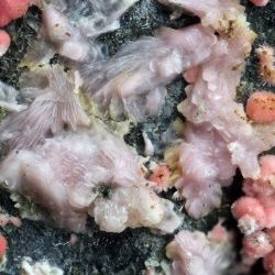 Svět je bohatší o nový minerál. Díky odborníkům z Moravského zemského muzea