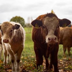 Bernartice představily moderní „kravské nebe“ pro mladý dobytek