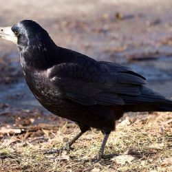 Havrani trápí táborské sídliště: Hluk, špína a hledání kompromisu