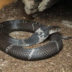 Kobry v Dvorci: Největší evropská sbírka láká odborníky i návštěvníky