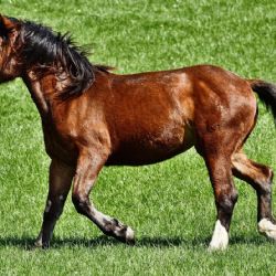 Převalská klisna Puk přicestovala do Zoo Hluboká