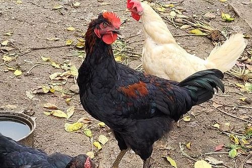 obrázek:Ptačí chřipka udeřila v Jindřiši na Jindřichohradecku