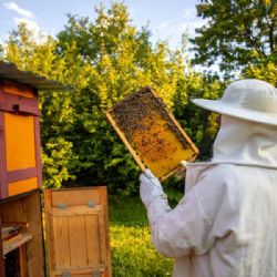 Michal Hojda znovuoživuje rodinnou tradici včelařství ve Lhotě a plánuje expanzi
