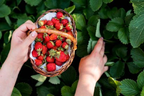 obrázek:Mrazy zpomalily sklizeň jahod, ceny však zůstávají v rozmezí 70–80 Kč/kg