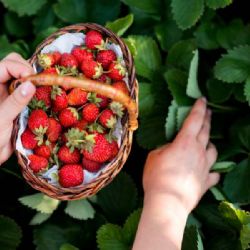 Mrazy zpomalily sklizeň jahod, ceny však zůstávají v rozmezí 70–80 Kč/kg