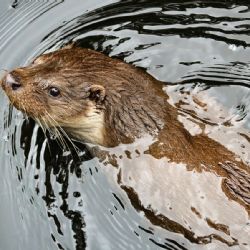 Muž choval chráněnou vydru, hrozí mu trest
