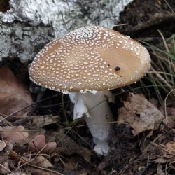 Zahájení houbařské sezóny vedlo i k prvním otravám