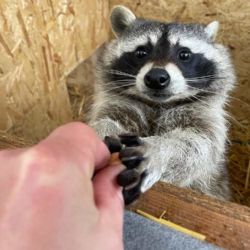 Zoo Tábor získala výjimku pro chov a rozmnožování mývalů severních