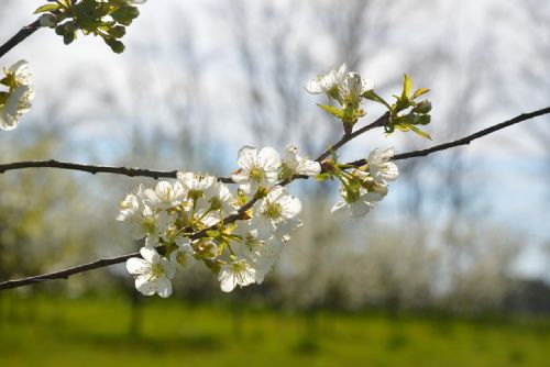 Foto: Jarní mrazy zdecimovaly úrodu jablek, škody za 1,3 miliardy Kč