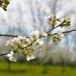 Jarní mrazy zdecimovaly úrodu jablek, škody za 1,3 miliardy Kč