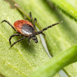 Jihočeský kraj se potýká s rekordním nárůstem boreliózy
