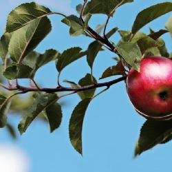 Jižní Čechy: Jablek málo, ceny rostou!