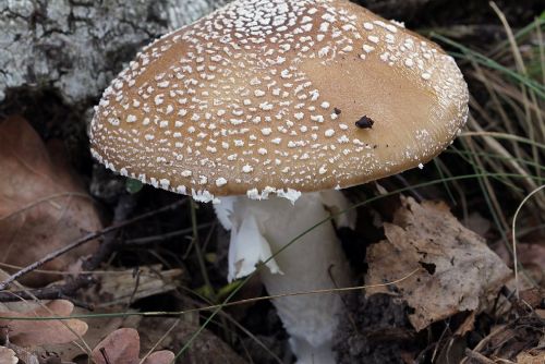 Foto: Otravy houbami v Jihočeském kraji. Pozor na jedovaté muchomůrky!