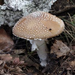 Otravy houbami v Jihočeském kraji. Pozor na jedovaté muchomůrky!