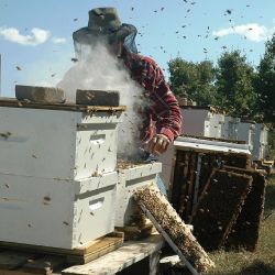 Varroáza ohrožuje včelstva - včasné kontroly jsou klíčové