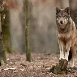 Vyhláška o vlčí regulaci v Jihočeském kraji budí kontroverze