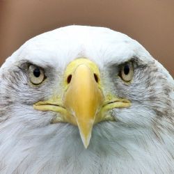 Zachráněná orlice mořská: Zranění není fatální, naděje na návrat do přírody!