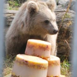 Hejtmanka Stráská šla za kmotru mláděti medvěda plavého.