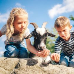 Agroturistika v jižních Čechách přitahuje návštěvníky z celé republiky